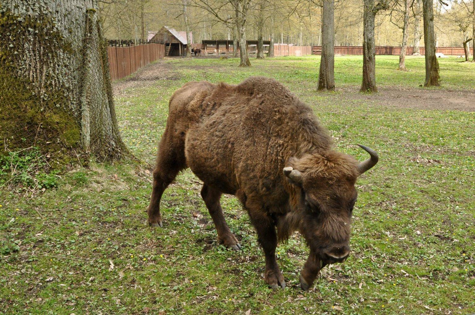 Bia owieski Park Narodowy Rezerwat Pokazowy ubr w bia-owieski-park-narodowy-rezerwat-pokazowy-ubr-w