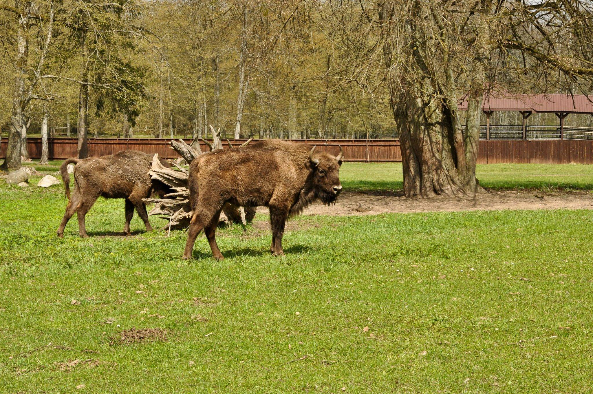 Bia owieski Park Narodowy Rezerwat Pokazowy ubr w bia-owieski-park-narodowy-rezerwat-pokazowy-ubr-w
