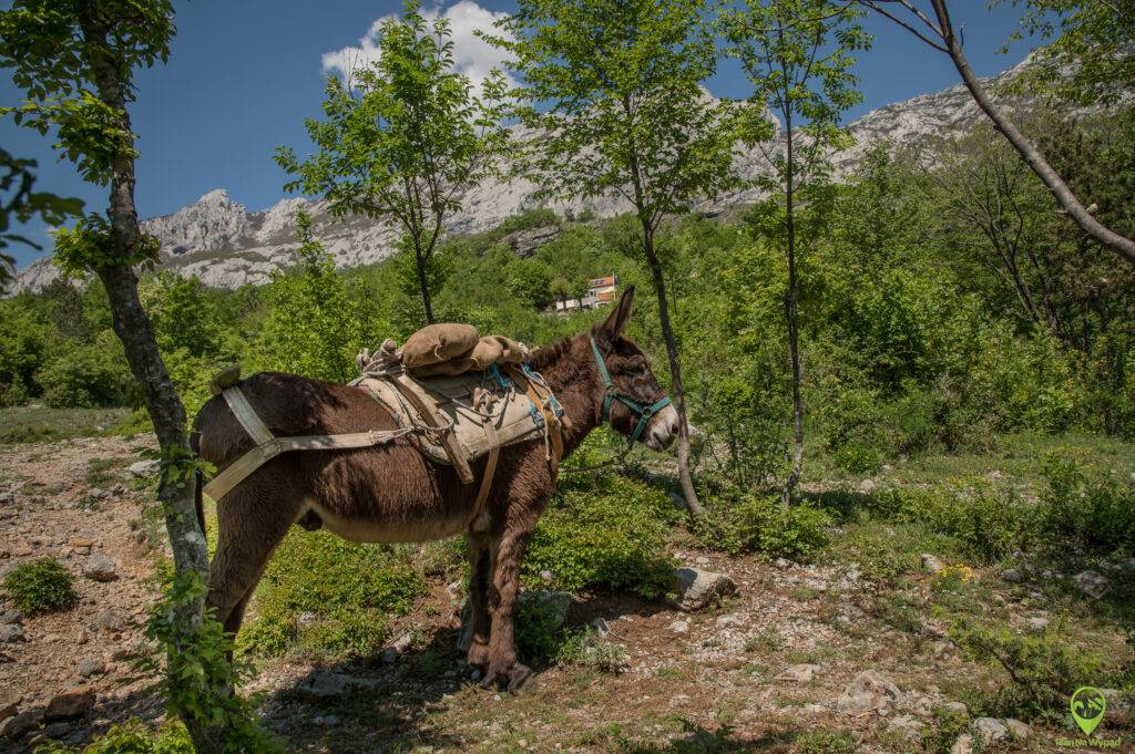 Paklenica Chorwacja