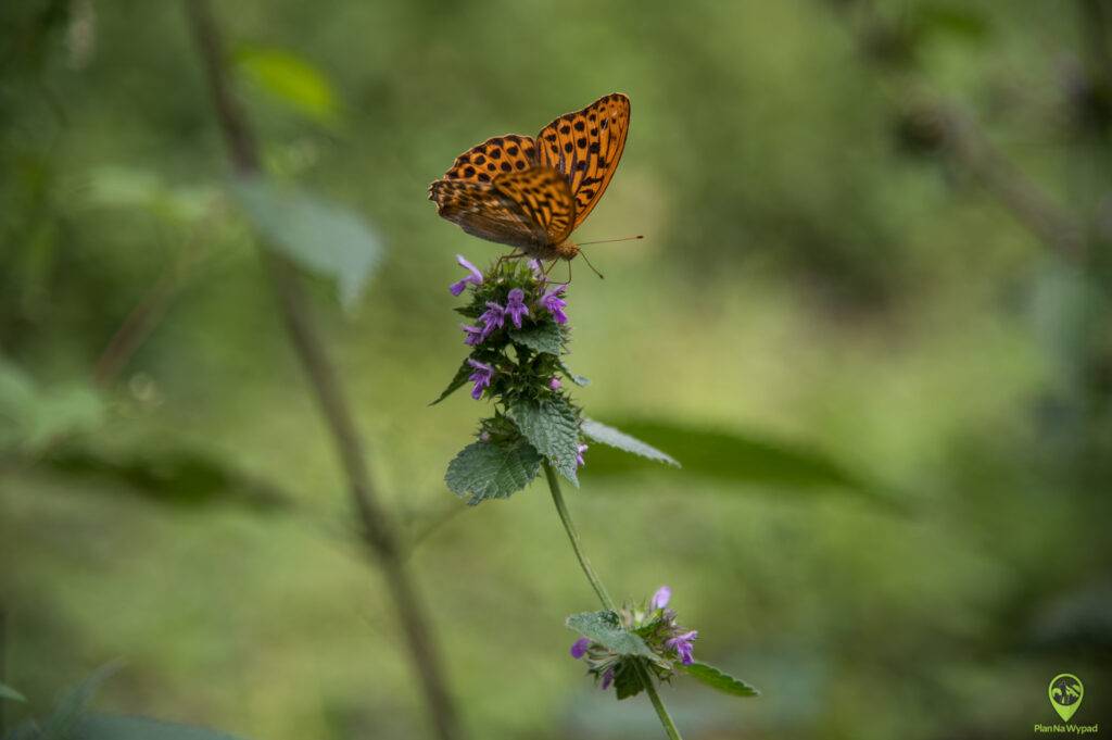 Wielkopolski Park Narodowy atrakcje