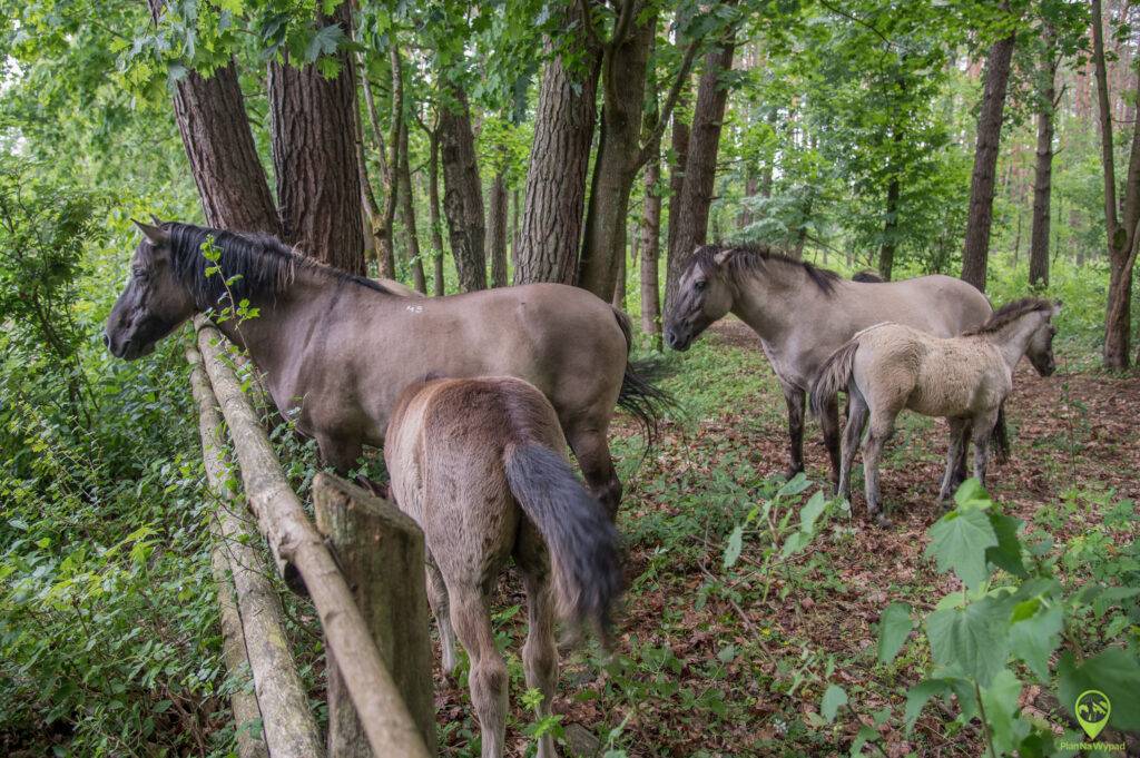 Roztoczański Park Narodowy