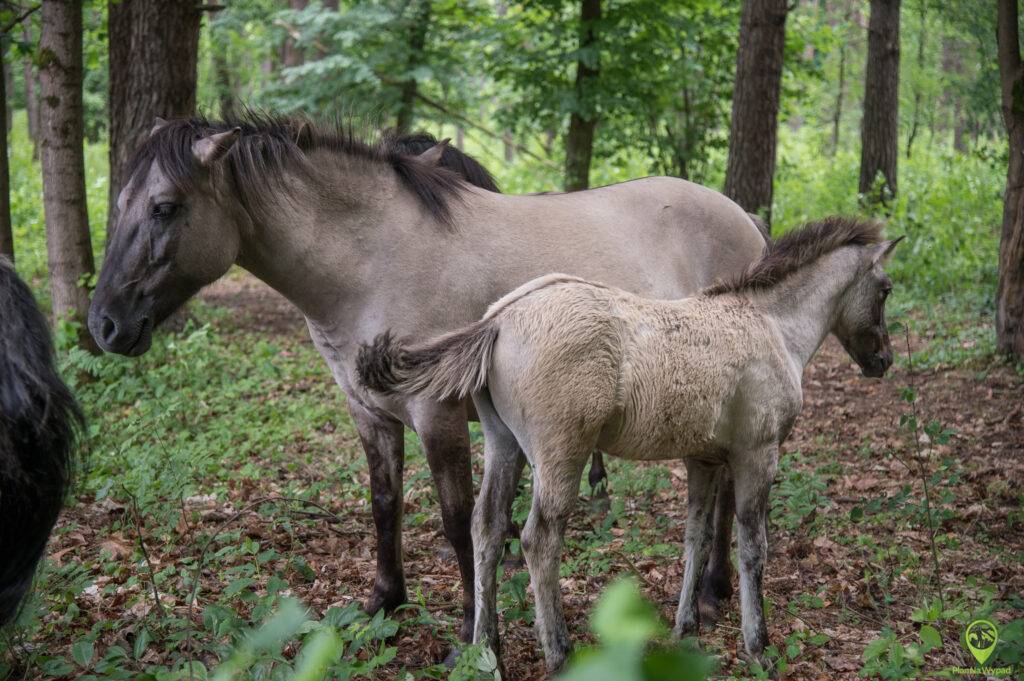 Roztoczański Park Narodowy