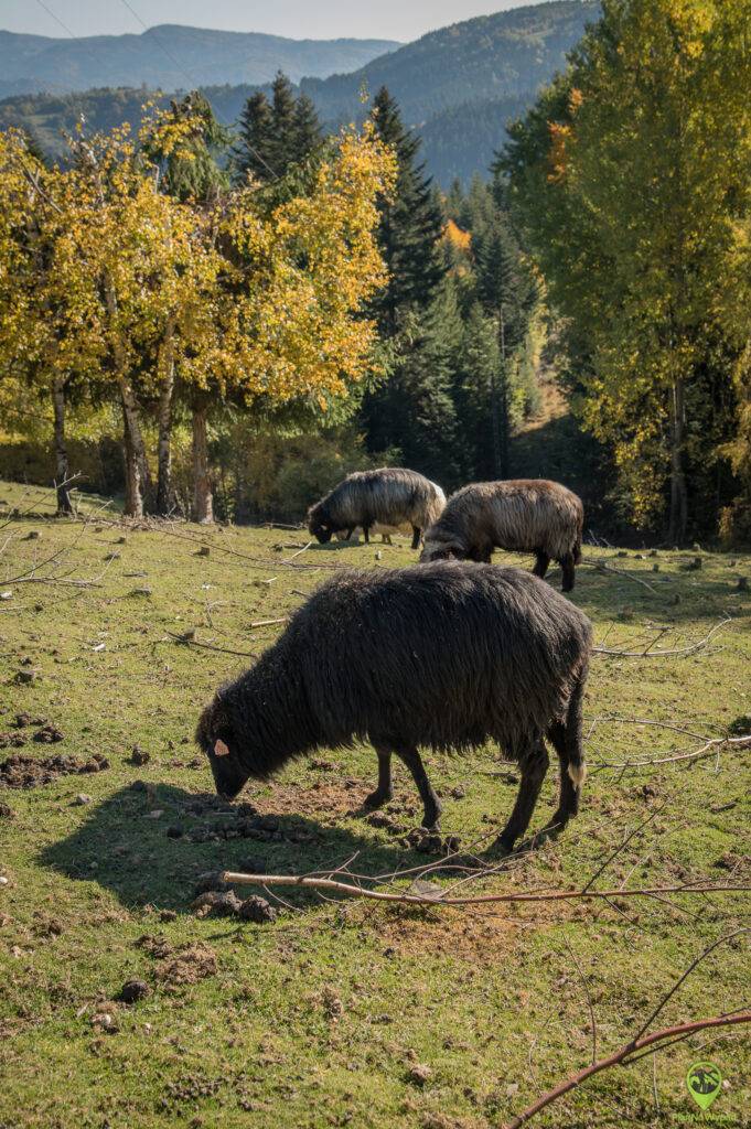 Beskid Sądecki