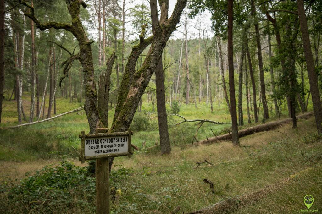 Bory Tucholskie atrakcje