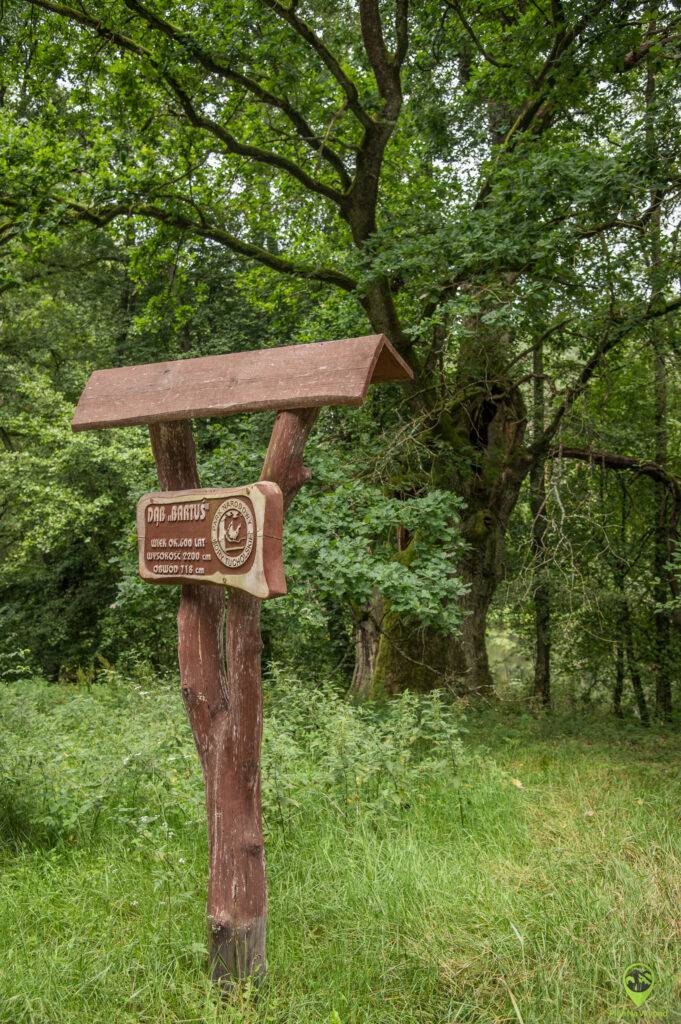 Bory Tucholskie atrakcje