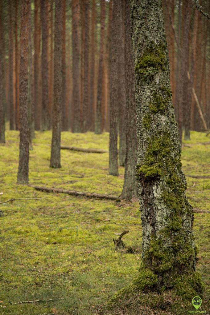 Bory Tucholskie atrakcje