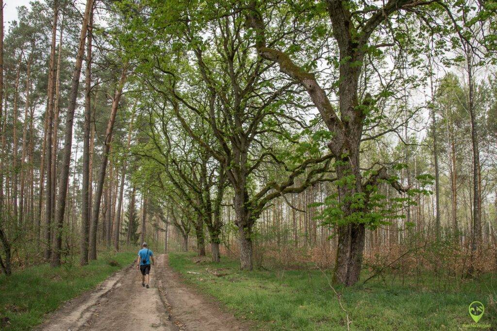 Drawieński Park Narodowy atrakcje