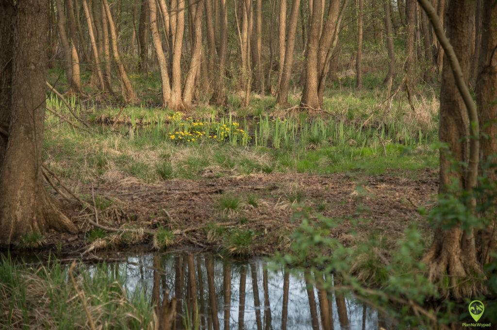Park Narodowy Ujście Warty