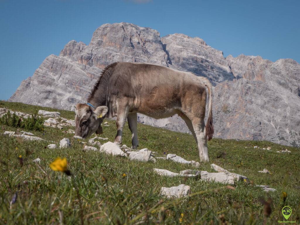 Cadini di Misurina