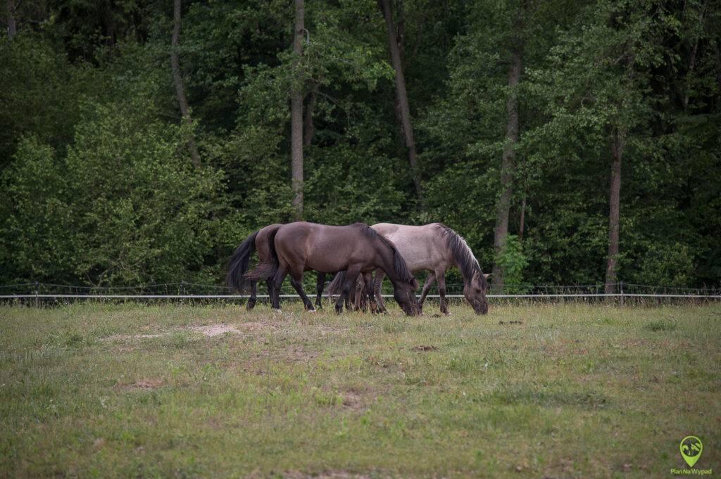 Biebrzański Park Narodowy