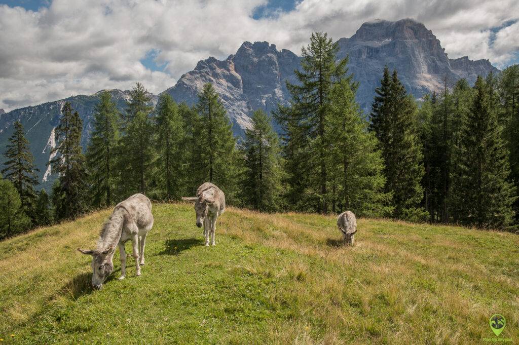 Szlak Gores de Federa