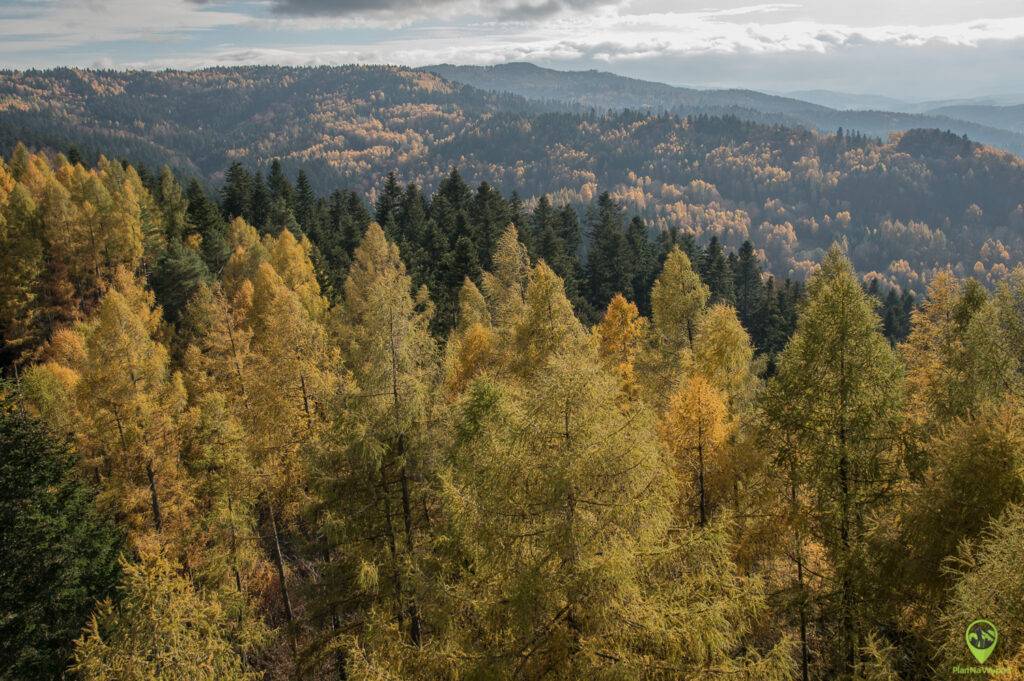wieża na Malniku w Muszynie