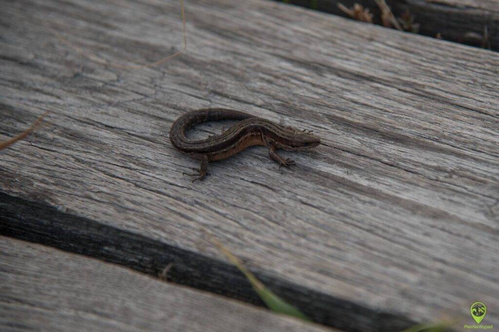 Poleski Park Narodowy