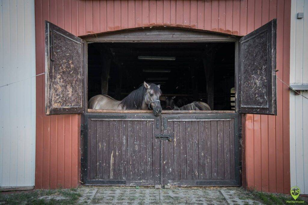 Roztoczański Park Narodowy, konik polski w zagrodzie stajni osady Florianka.
