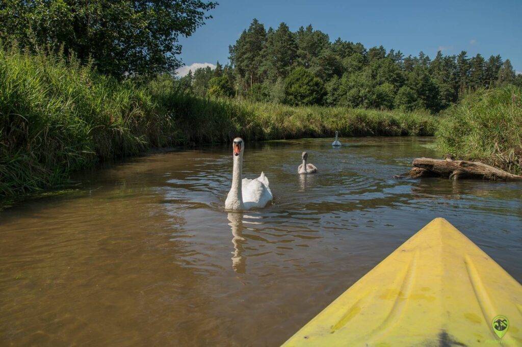 Spływ rzeką Wieprz