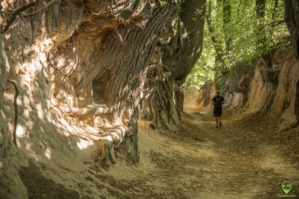 Wฤ
wรณz Korzeniowy Dรณล