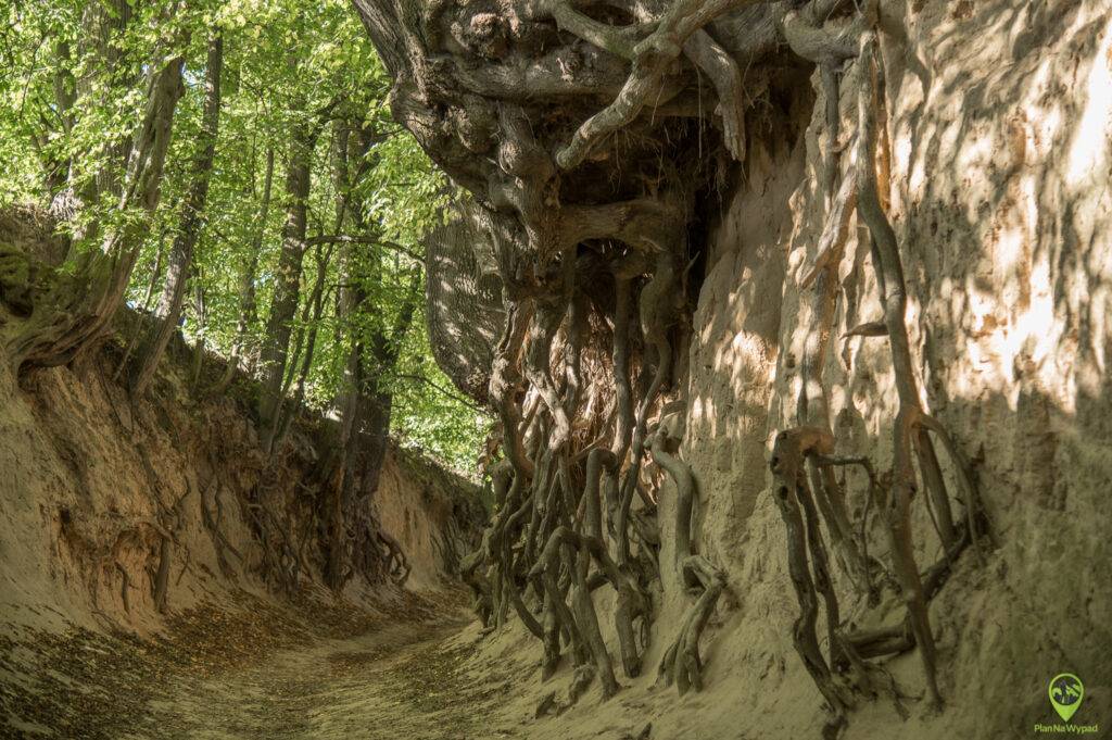 Wฤ
wรณz Korzeniowy Dรณล