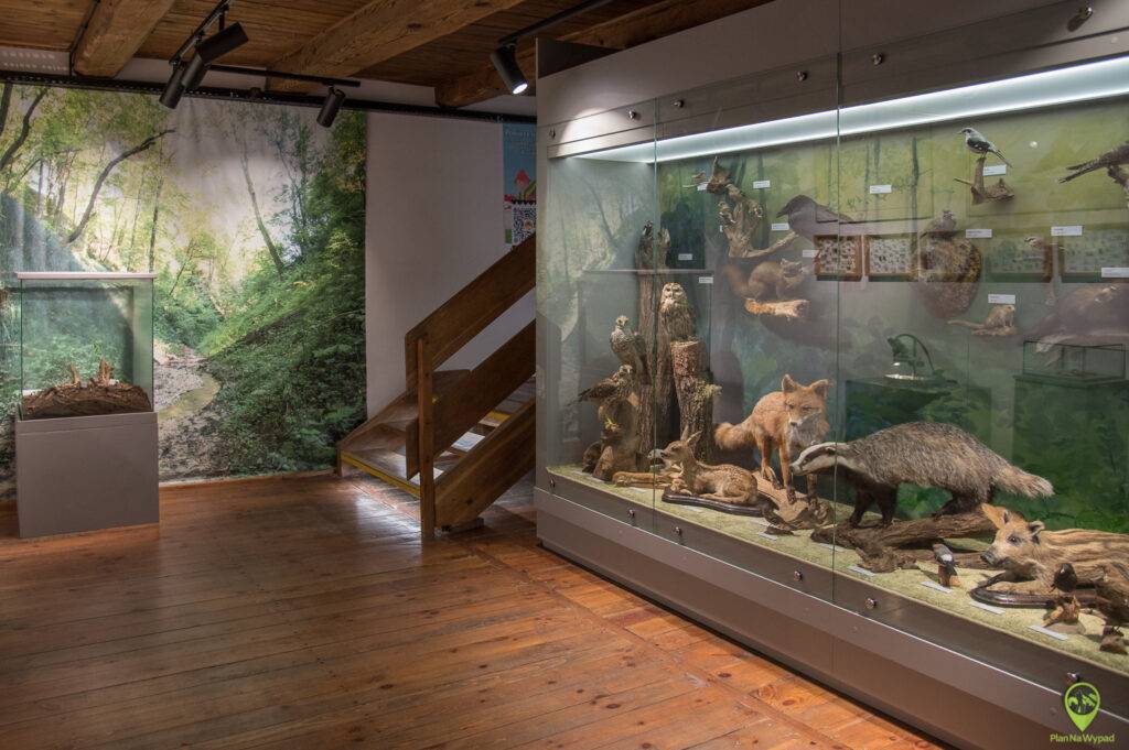 Muzeum Przyrodnicze - Oddziaล Muzeum Nadwiลlaลskiego w Kazimierzu Dolnym