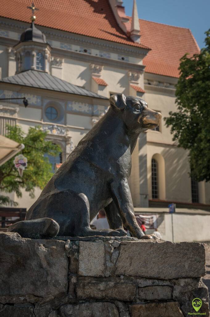 Kazimierz Dolny pies werniks