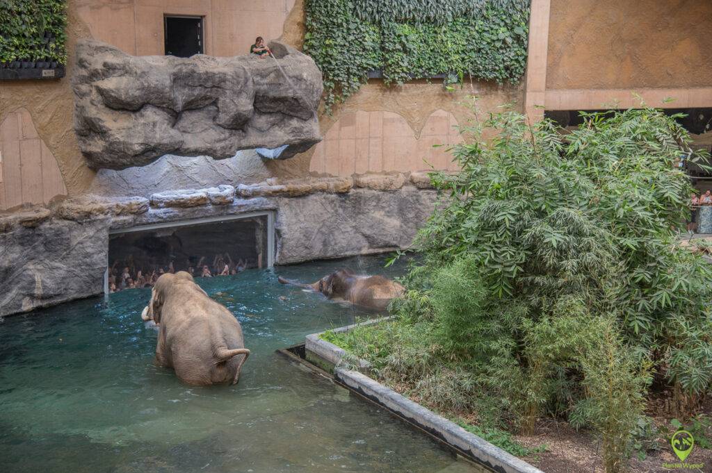 Zielony, pełen roślinności teren na terenie łódzkiego ogrodu zoologicznego z wchodzącymi do basenu słoniami.
