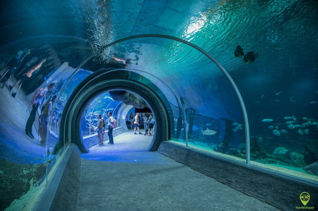 Nowoczesny, szklany tunel podwodny w łódzkim Orientarium z przepływającym nad głowami rekinem.
