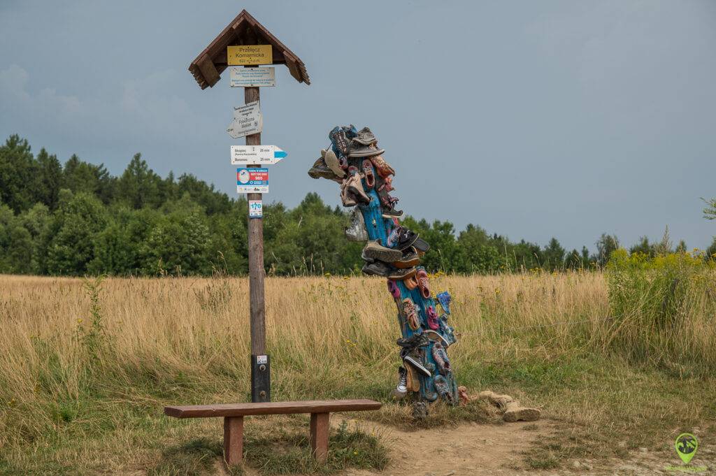 Drzewo sandałowe na Przełęczy Komarnickiej - szlak na Skopiec.