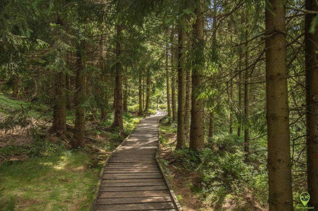 Kładki nad brzegiem jeziora Bedřichov w Izerach.