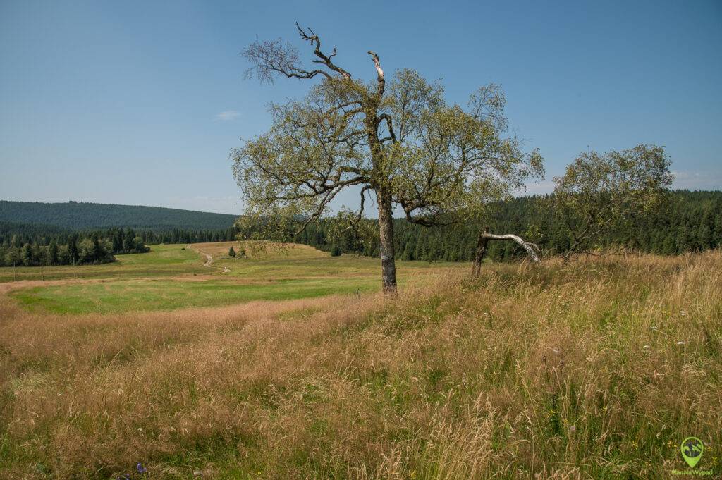 Góry Izerskie - krajobraz torfowiska Hali Izerskiej - przyrodnicze atrakcje.