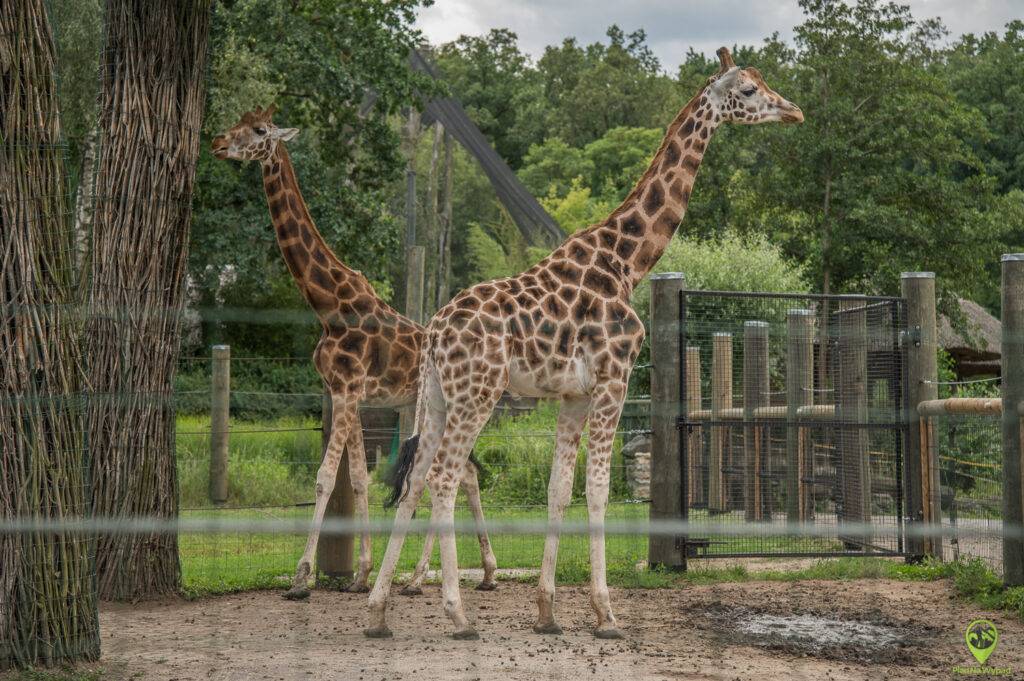 Wybieg dla żyraf w Ogród Zoologiczny w Opolu.