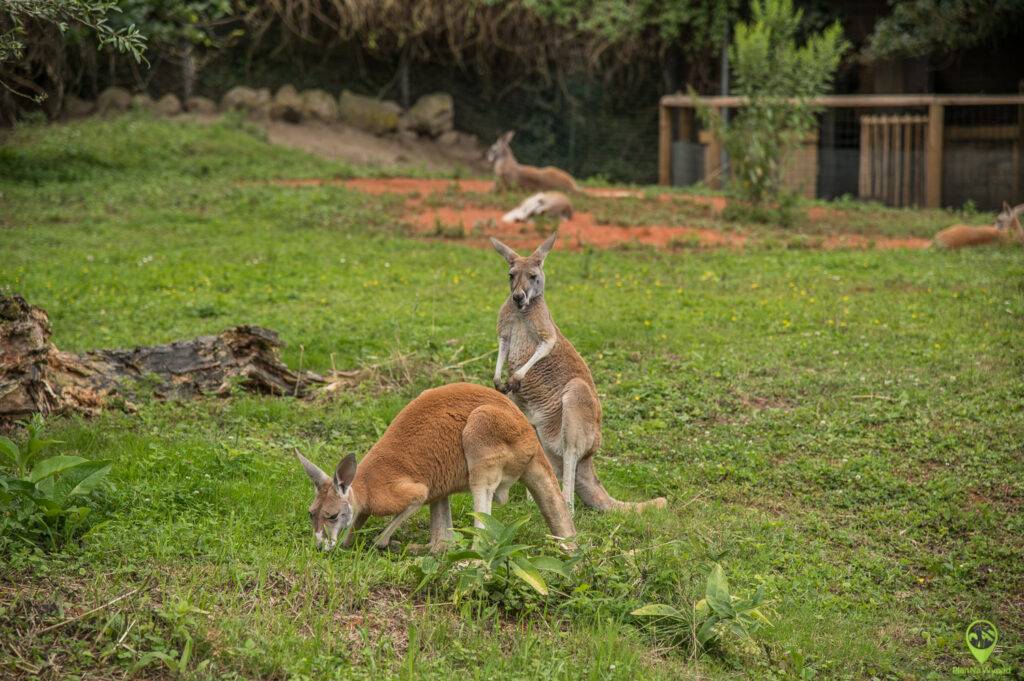 Wybieg dla kangurów w Ogród Zoologiczny w Opolu.