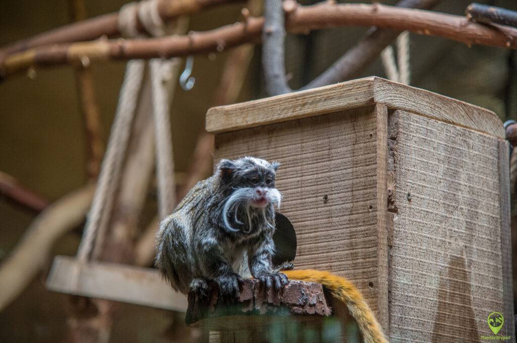 ZOO Opole - pawilon małp.